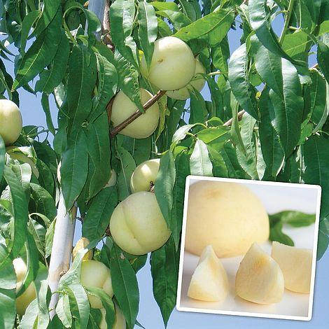 

Саженцы Персика Айс Пич ( Айс Піч Ice Peach )