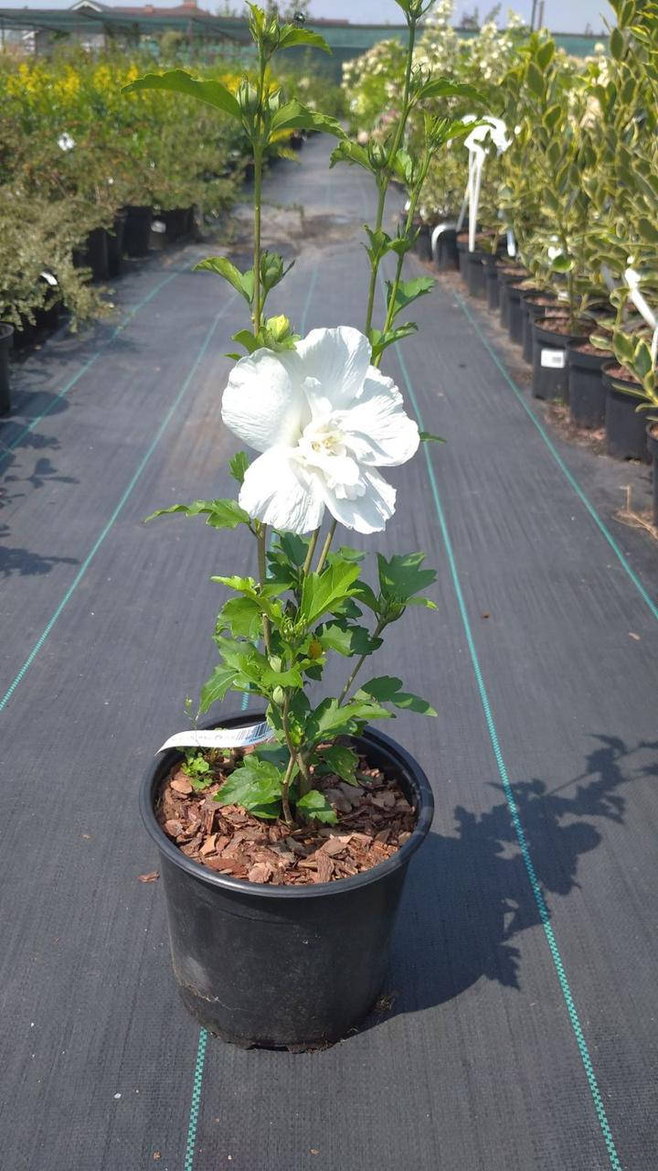 

Гібiскус сирійський Уайт Шифон/Hibiscus syr. 'White Chiffon'С3 / Н 30-40