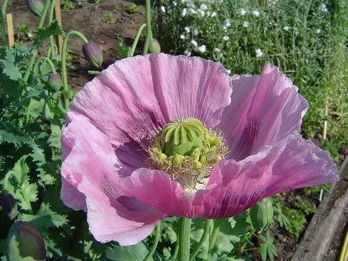 

Мак Лавандовый (Lavander), Бежевый