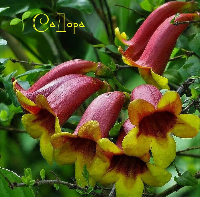 

Кампсис Капреолата (Campsis Capreolata)