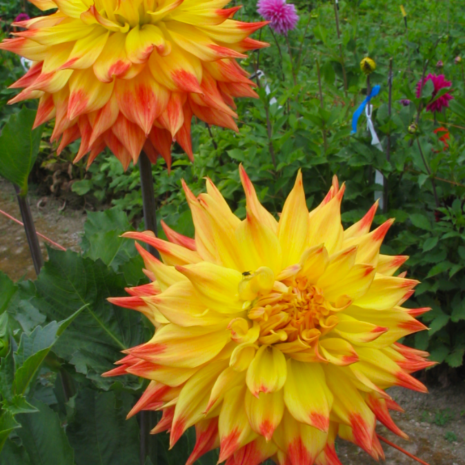 

Георгина Eva Luna Клубни