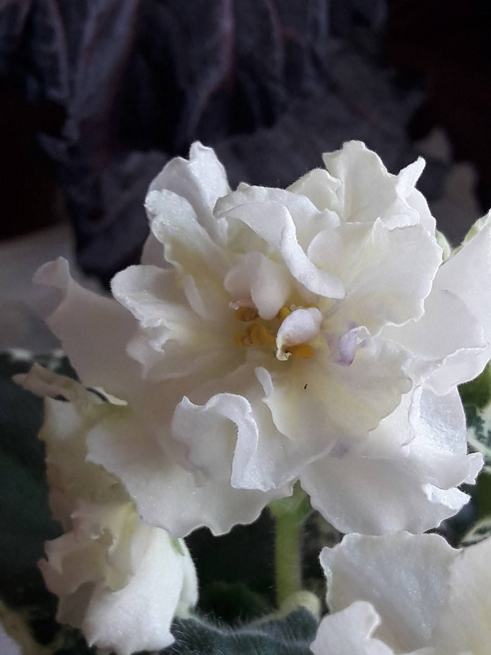 

Фиалка SV-Сен Тропе цветущая 150, лист 25, детка 40