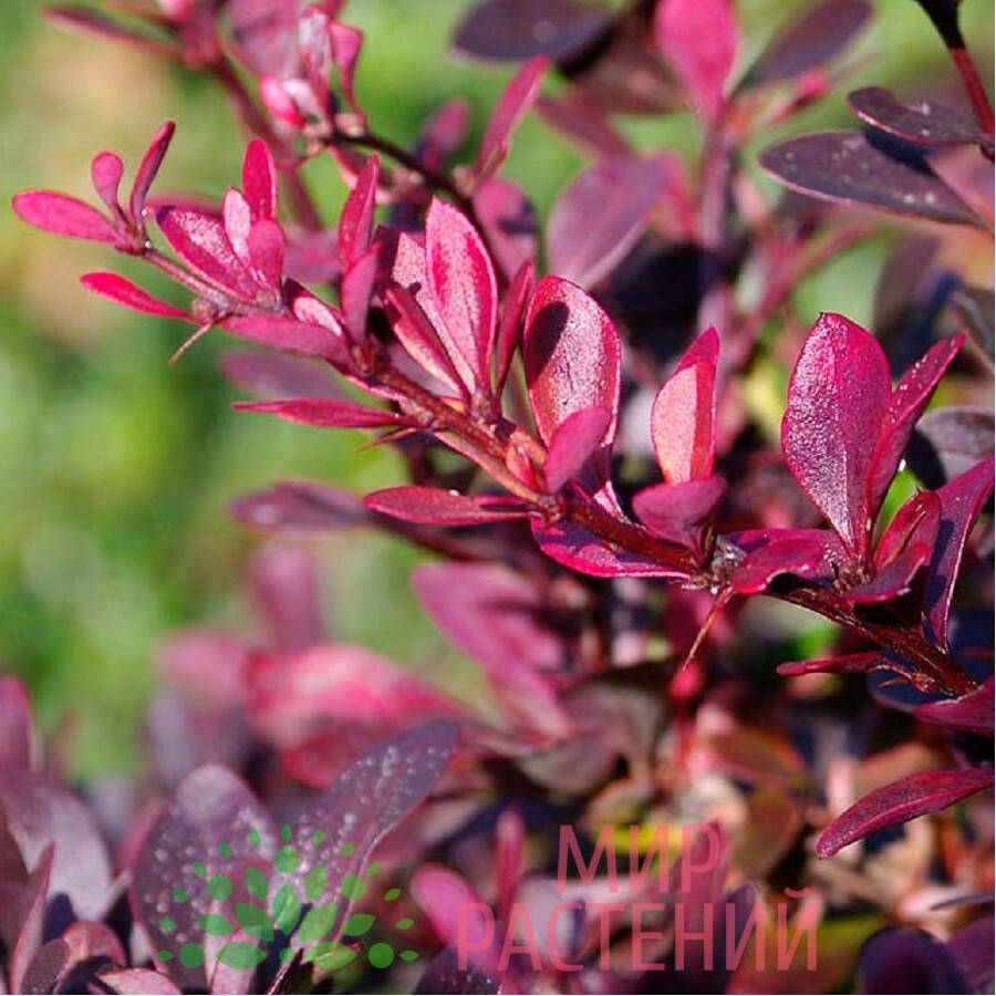 

Барбарис оттавский Суперба, Berberis ottawensis Superba
