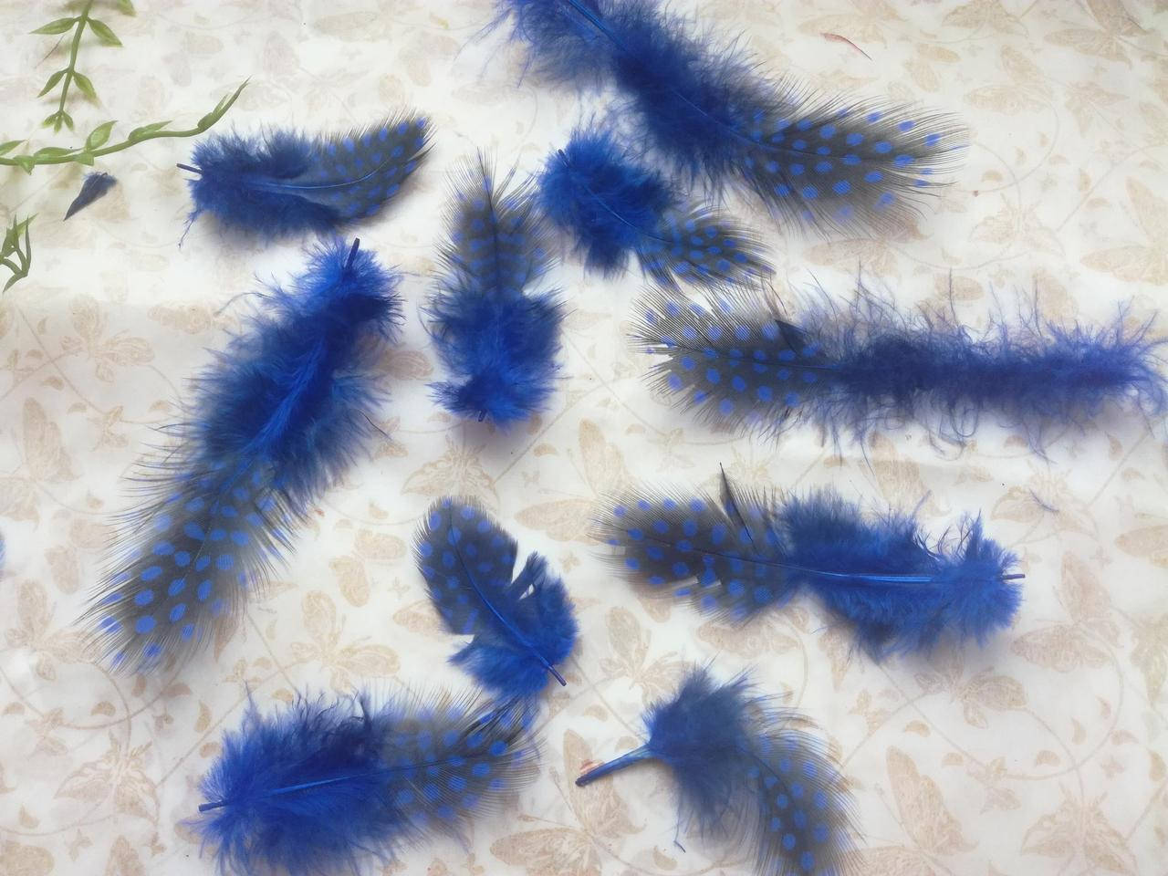 

Перо в горошек, синие