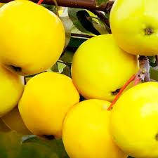 

Саженцы яблони "Голден Делишес" (зимний сорт)