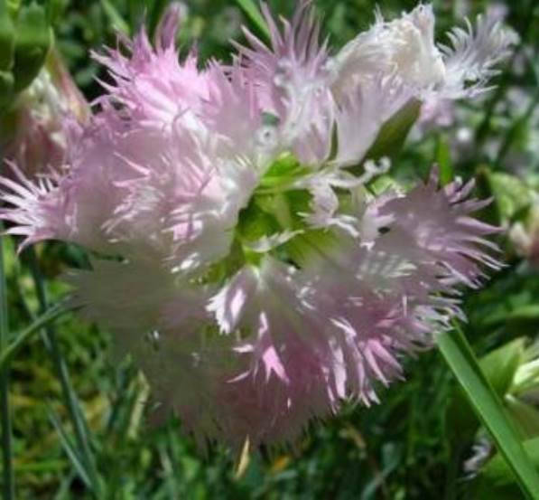 

Гвоздика Альвуда махровая бело-розовая