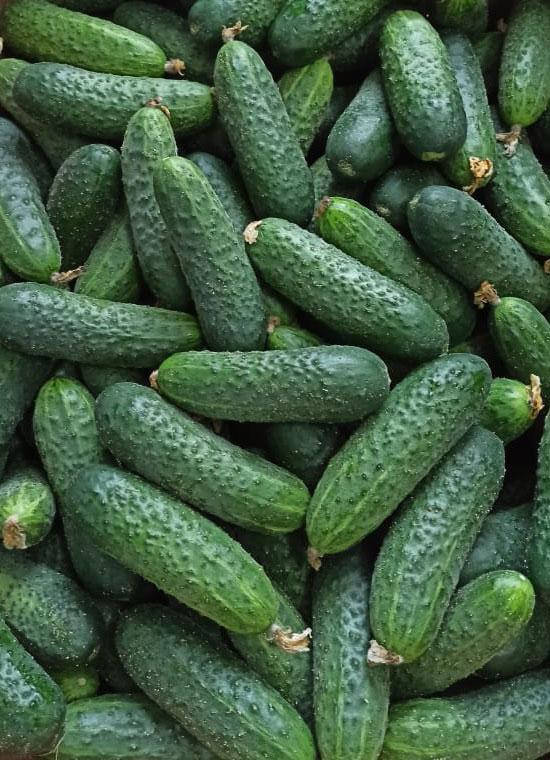 

Семена раннего огурца Брутус F1, 250 семян, самоопыляемый