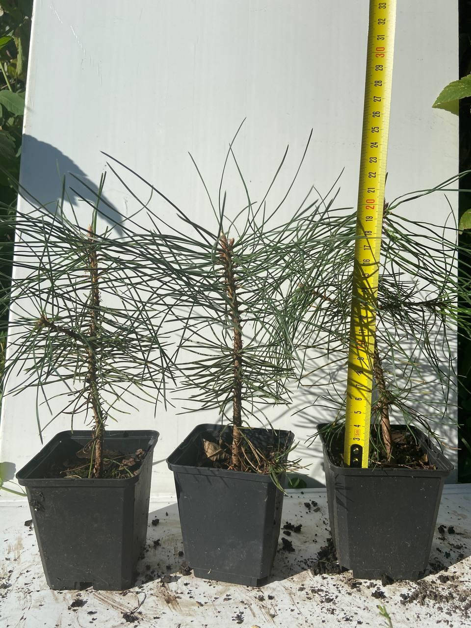 

Сосна крымская или Палласа (Pallas pine) 20см