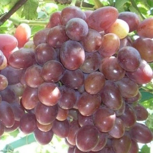 

Виноград Атаман (саженцы)