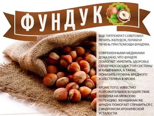 

Фундук "ГАЛЛЕ" 2х-летний / Саженцы / Премиум Качество / Халле / Галльский