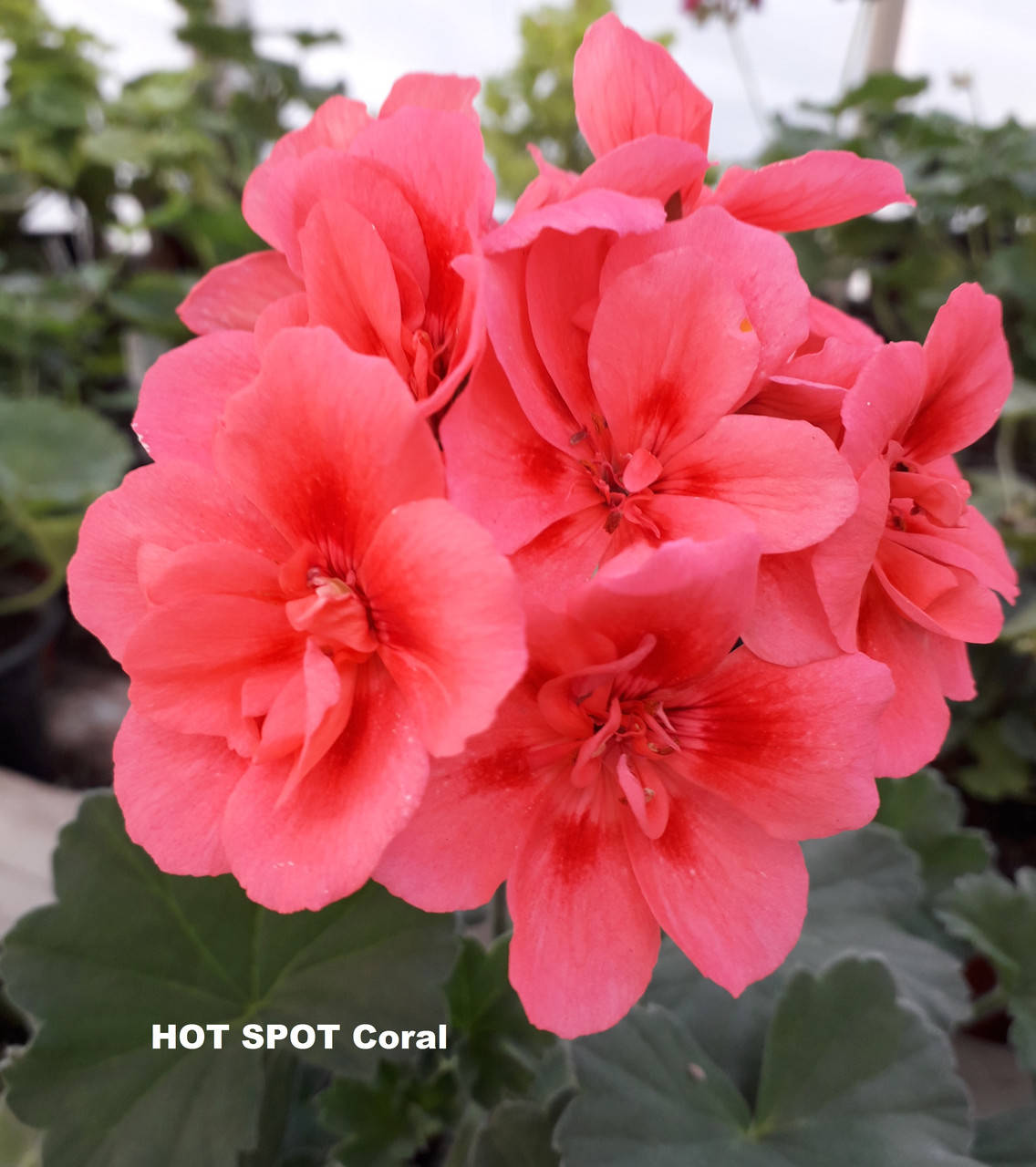 

Пеларгония зональная "HOT SPOT Coral" №119