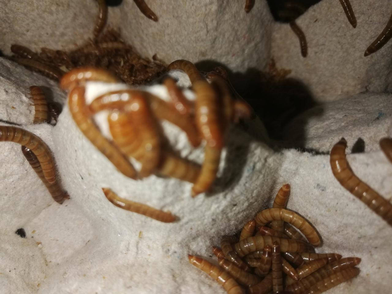 

Мучник. Мучной жук. Большой мучной хрущак. мучные черви. Tenebrio molitor.