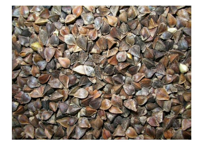 

Гречка на сидерат 1 кг