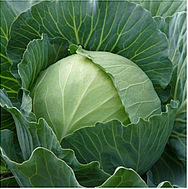 

ПАРЕЛ F1 - семена капусты белокочанной 2 500 семян, Bejo Zaden