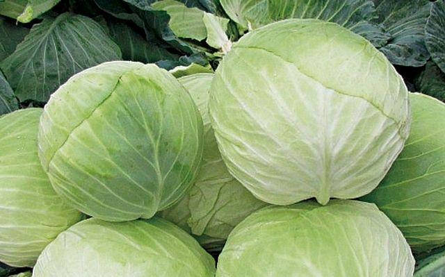 

Семена капусты белокачанной Дижон F1 (2500семян) Libra Seeds (Erste Zaden)