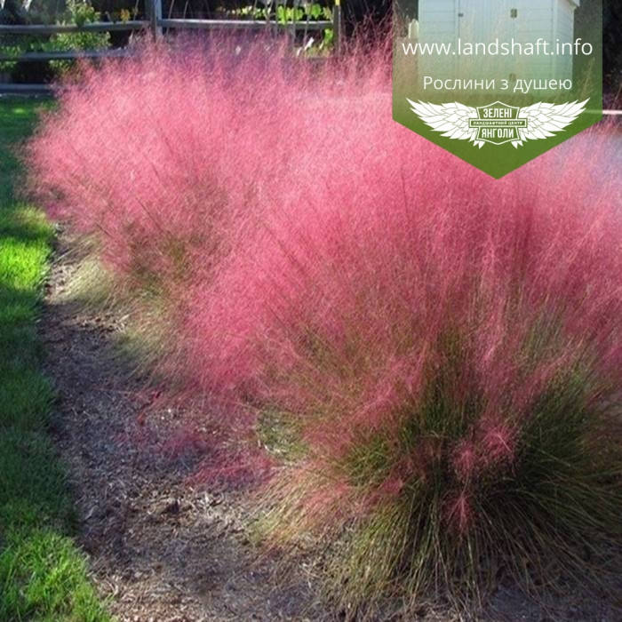 

Muhlenbergia capillaris, Мюленбергія волосовидна,C2 - горщик 2л