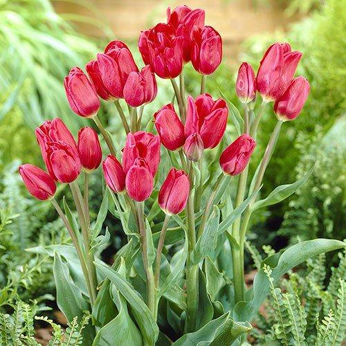 

Тюльпан Merry Go Round (луковицы) 3 шт