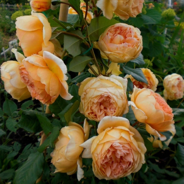 

Краун Принцесса Маргарет (Crown Princess Margareta)
