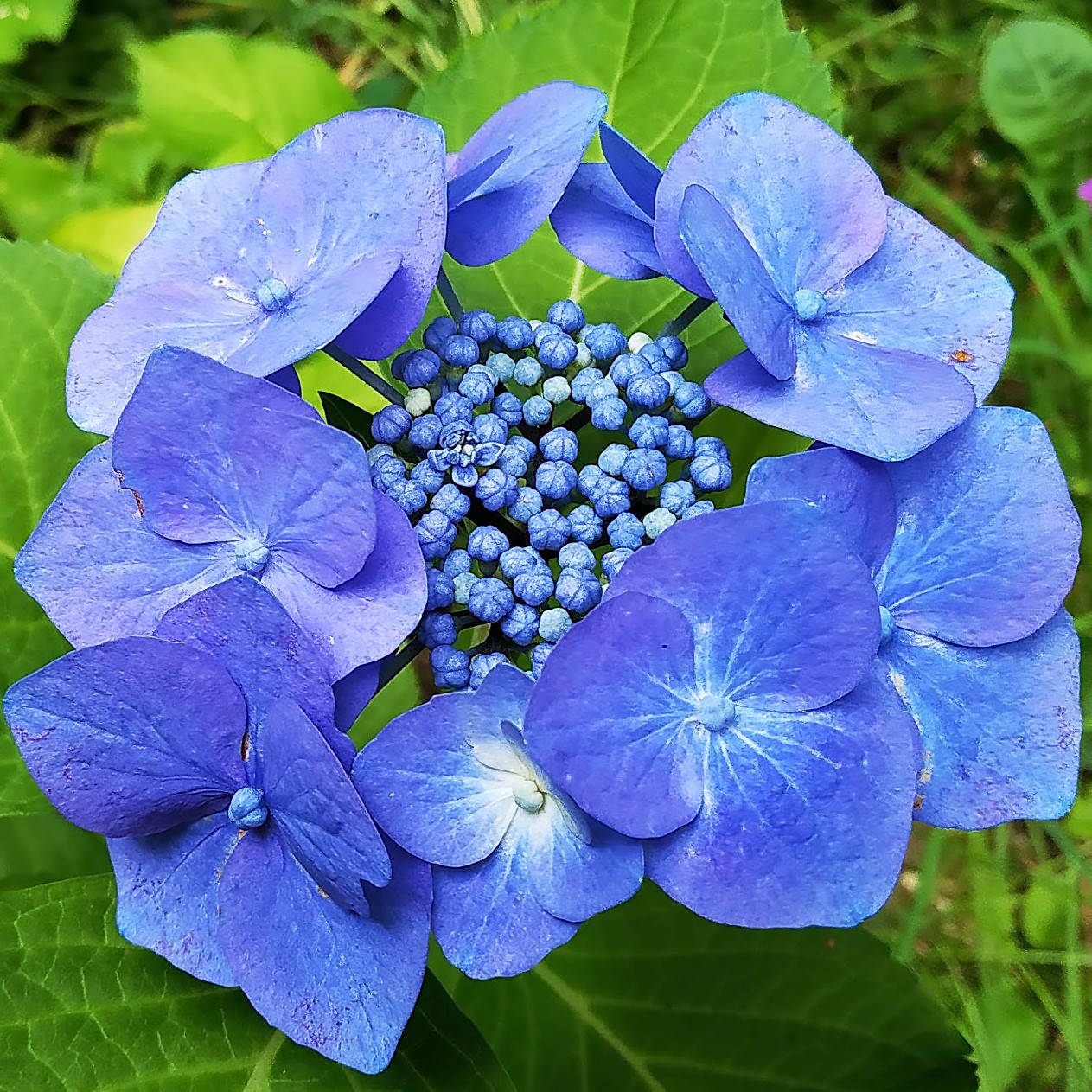 

Саженцы Гортензии пильчатая Блюберд (Hydrangea serrata Bluebird)