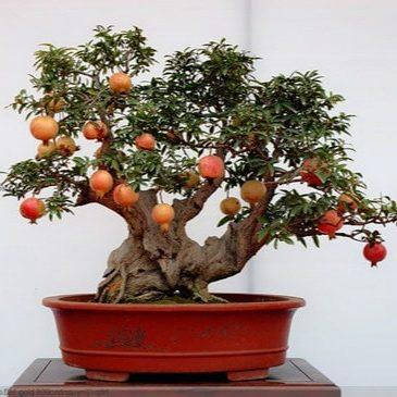 

Гранат Punica Granatum 3 сем