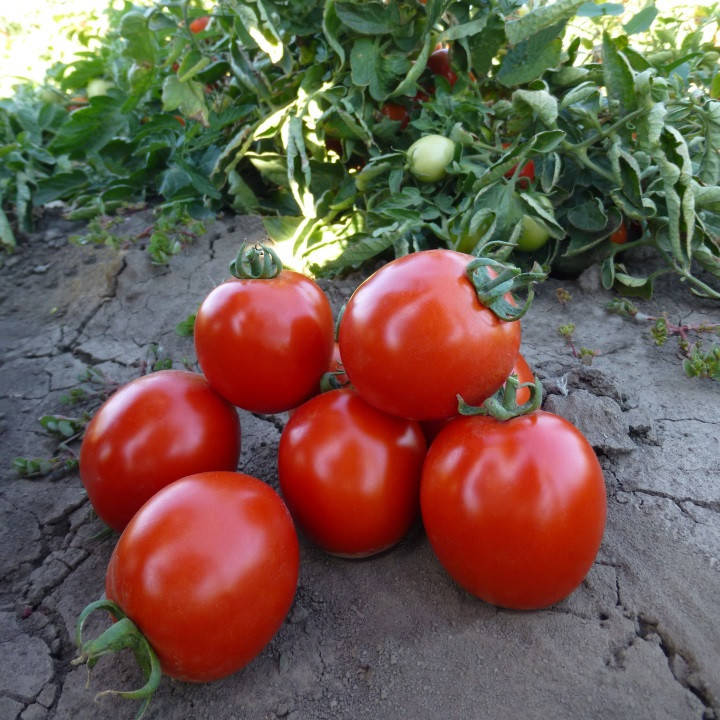 

Семена Томат детерминантный Марио F1 поштучно 20 семян Lark Seeds