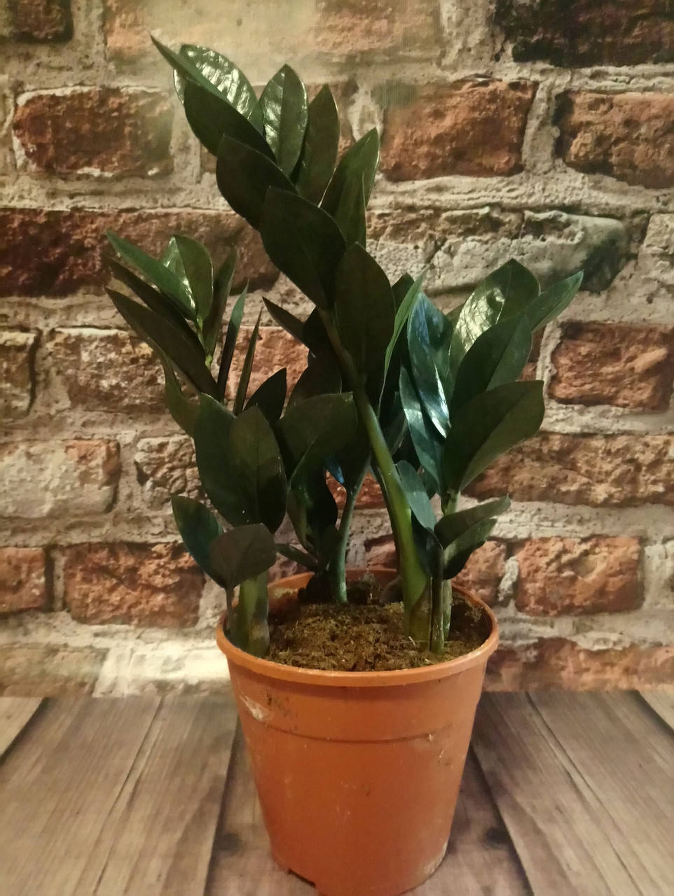 

Черный замиокулькас 3 Zamioculcas RAVEN Долларовое дерево