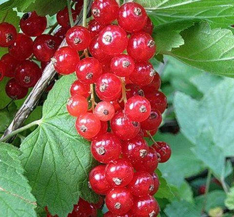 

Смородина красная Ролан