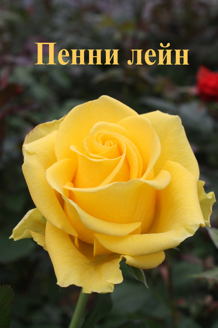 

Роза чайно-гибридная Пенни Лейн (Penny Lane)