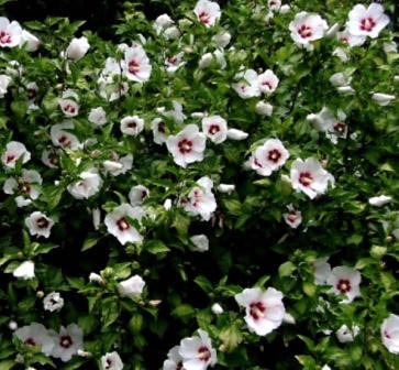 

Гибискус Ред Харт 1год