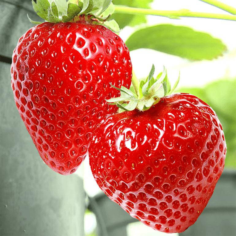 

Клубника Хоней (раняя)