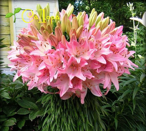 

Лилия Марлен (Marleen)