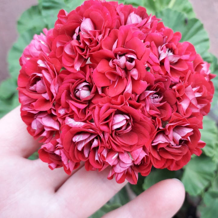 

Пеларгонія розебудна Plum Rambler, вкорінений черенок