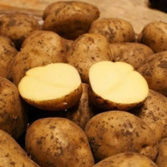 

Картофель Бельмонда среднеранний сорт приспосабливается к любой почве и климату класс 1Р ф 35-55мм Германия