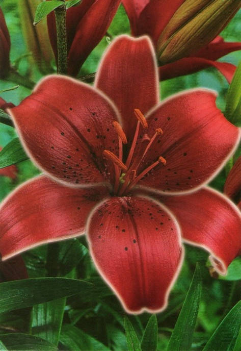 

Лилия ориентальная Cobra (Кобра) 1 луковица 12/14