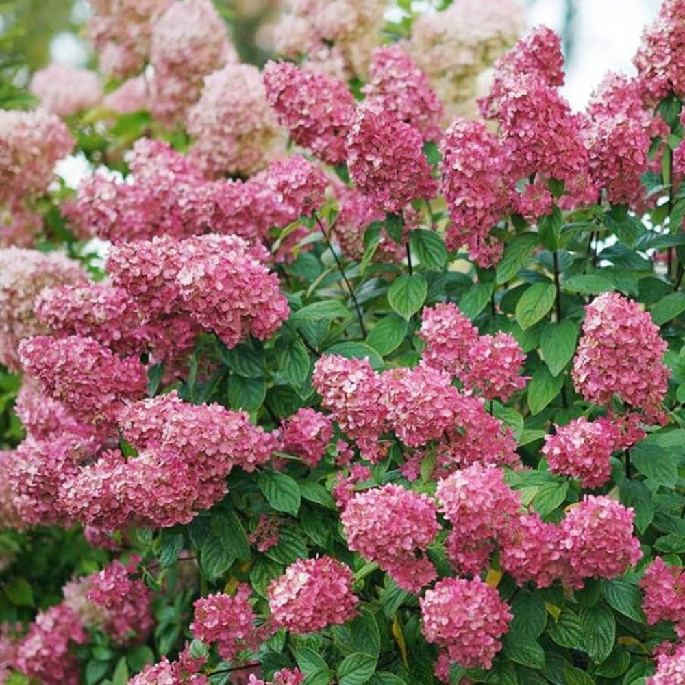 

Гортензия метельчатая Мэджикал Файер Magical Fire (25)