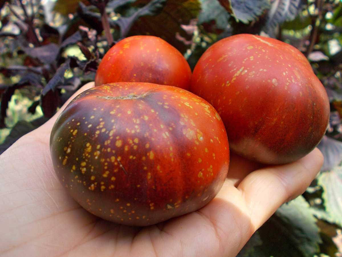 

Томат Синее пламя