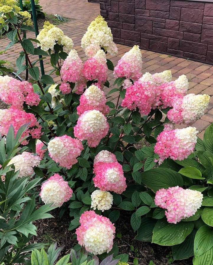 

Гортензия метельчатая" Сандей фрейзи \ Hydrangea paniculata «Sundae Fraise»( саженцы 3 года)