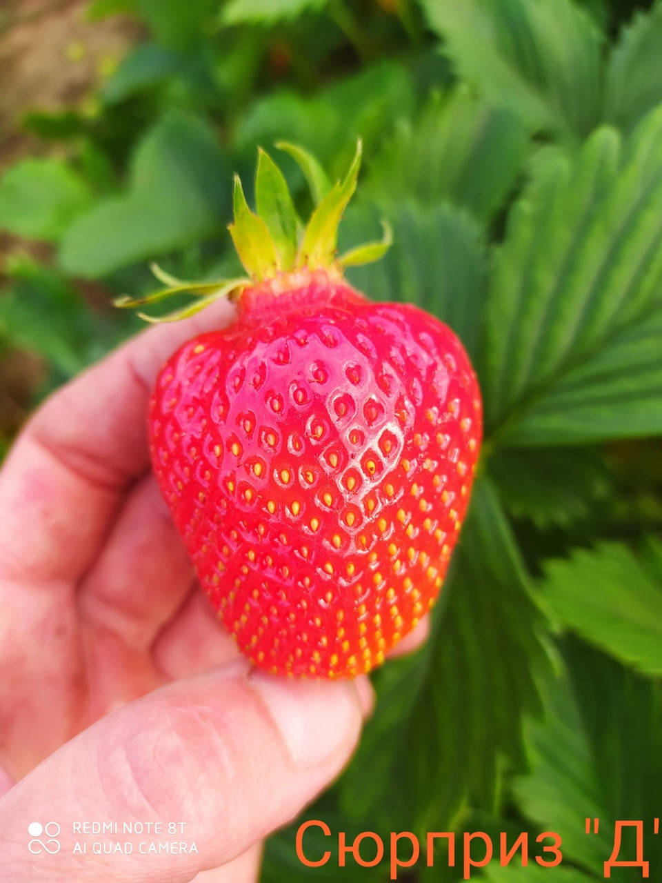 

Рассада клубники Сюрприз »Д»