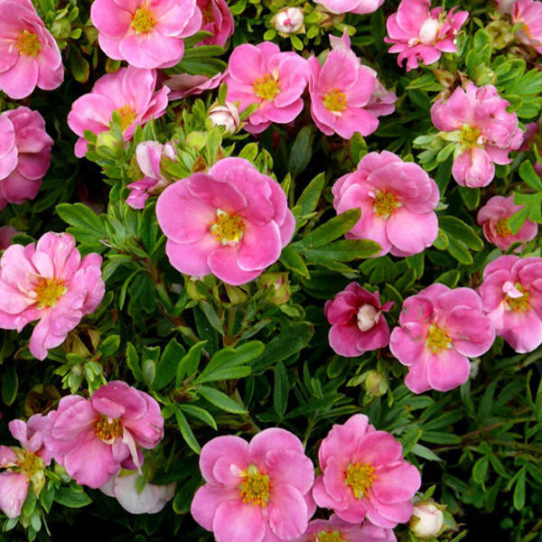 

Саженец Лапчатка Pink Queen 0,5 л