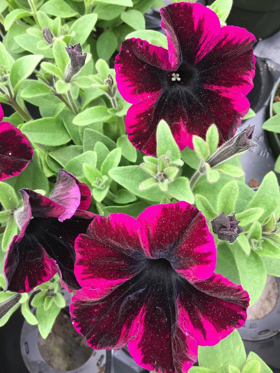 

Розсада ампельної петунії в горщику 9см - Петуния Go Tunia Cosmic Purple (Космик Пурпл)