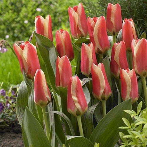 

Тюльпан Mothers Love (луковицы) 3 шт, Разные цвета