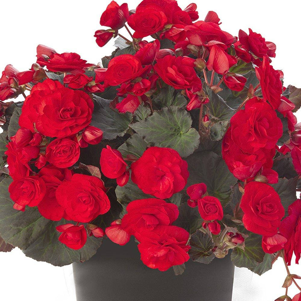 

Бегония Solenia Red Improved в горшке 0,3 л