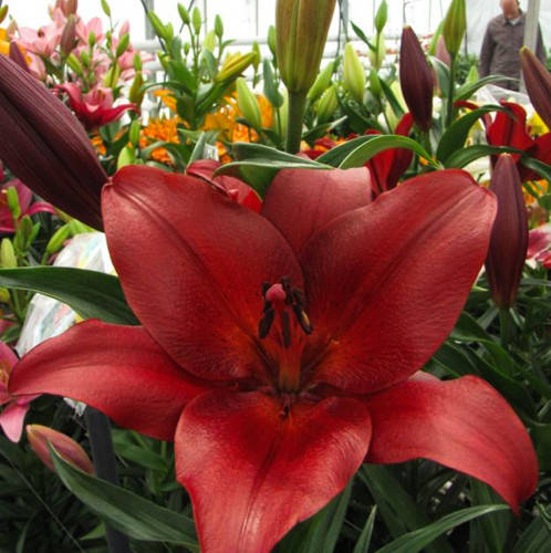 

Луковицы Лилия Break Out