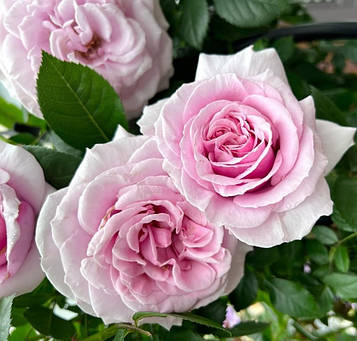 Пасифік Блю (Pacific Blue)