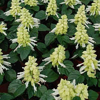 Сальвія блискуча Біла 0.15 г Яскрава