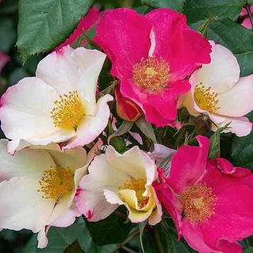 Соле е Люна (Sole e Luna)