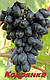 Саджанці винограду раннього терміну дозрівання сорти Кодрянка, фото 2
