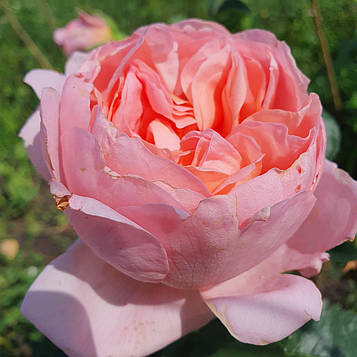 Дам де Шенонсо (Dames de Chenonceau)