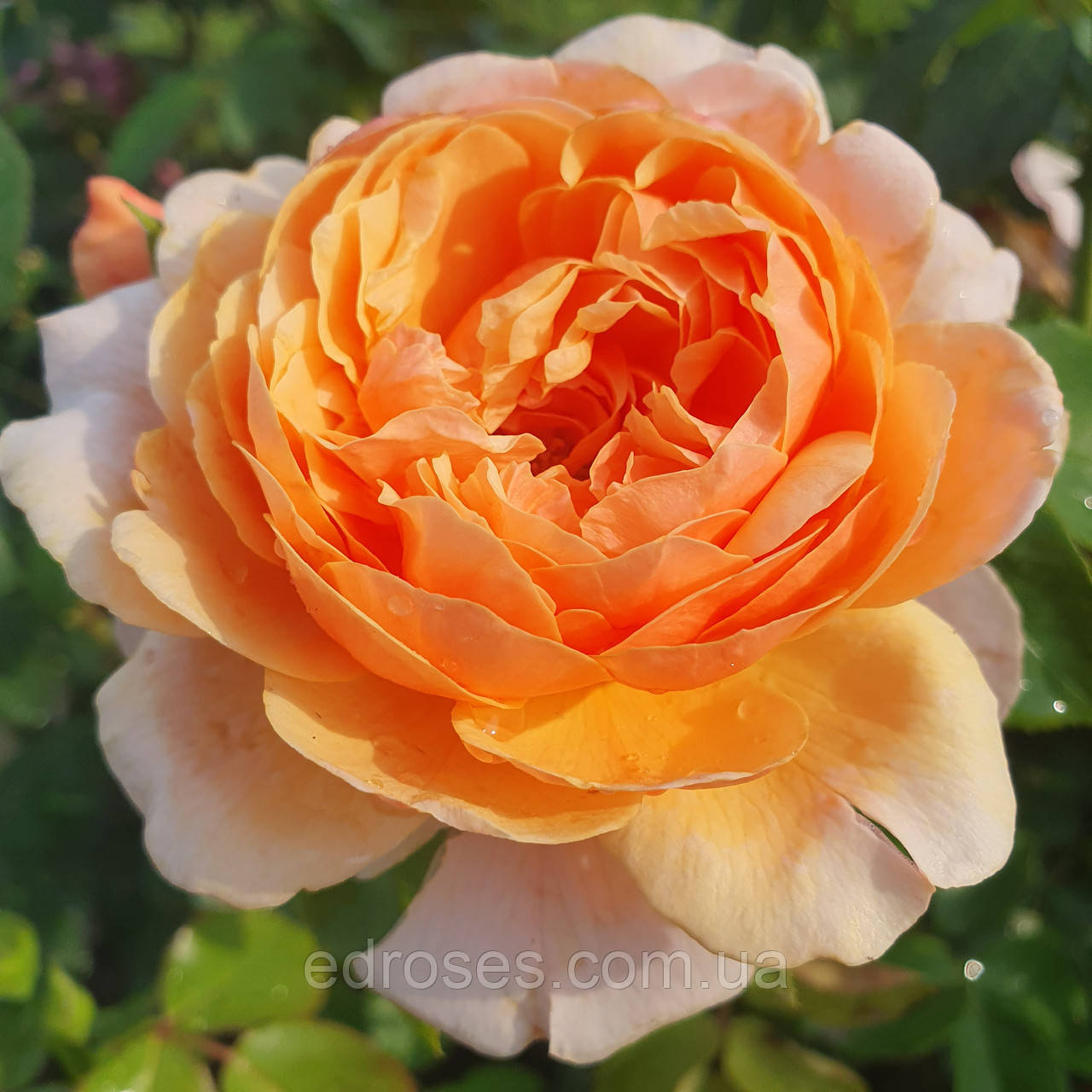 Парфум д`Орлеан (Parfum d'Orleans ® ,SAUnalid), фото 1