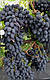 Саджанці винограду раннього терміну дозрівання сорти Кодрянка, фото 3